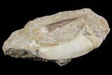 Fossil Plesiosaur (Zarafasaura) & Enchodus Tooth #70305-2